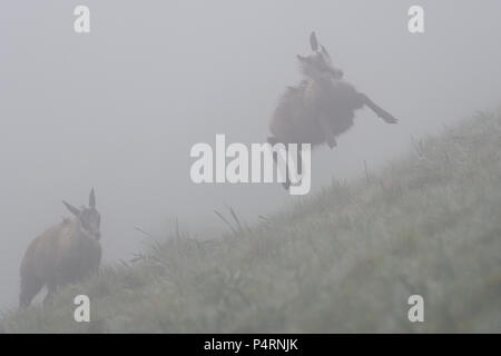 Saltando i giovani camosci nei monti Vosgi, Francia Foto Stock