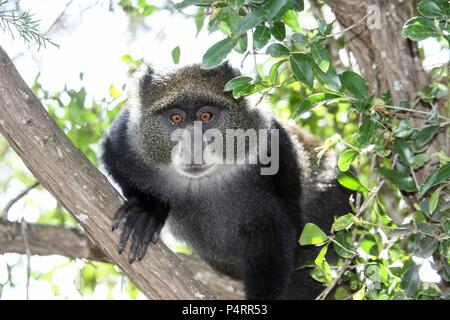 Blu, o samango, scimmia (Cercopithecus mitis) in una struttura ad albero. Questa scimmia vive in truppe, rinviando ad un maschio dominante (visto qui). Questo primate è tranquilla e timida, vivendo in le cime degli alberi tropicali foreste africane. Si nutre di frutta, foglie e artropodi. Fotografato in Tanzania. Foto Stock