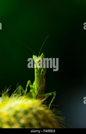 Mantis dalla famiglia Sphondromantis (probabilmente Spondromantis viridis) in agguato sulla foglia verde Foto Stock