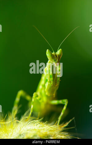 Mantis dalla famiglia Sphondromantis (probabilmente Spondromantis viridis) in agguato sulla foglia verde Foto Stock