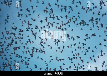 Molti pipistrelli volare su sky Foto Stock