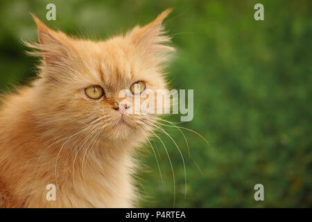 Giallo gatto persiano ritratto, al di fuori di colpo, con sfocatura dello sfondo verde Foto Stock