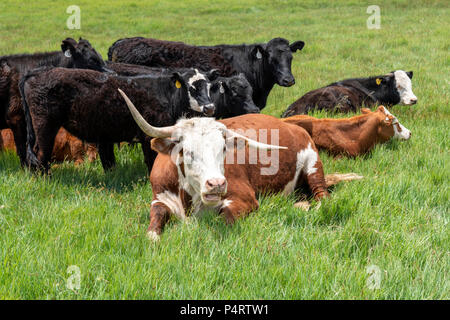 Bovini, ranch pascolo adiacente al piccolo paese di montagna di salida, Colorado, STATI UNITI D'AMERICA Foto Stock
