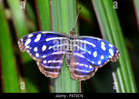 Una farfalla d'onda blu alias Cyaniris Bluewing Foto Stock