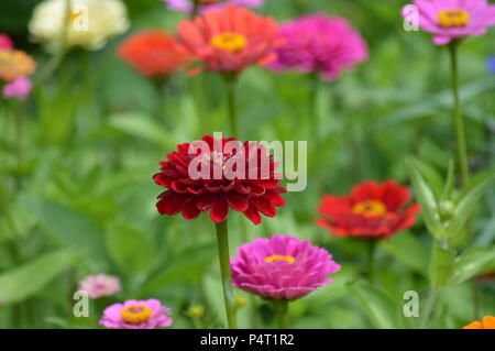 Un giardino di fiori Zinnia Foto Stock