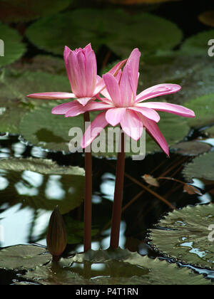 Due fioritura acqua lilly sul livello di stagno Foto Stock