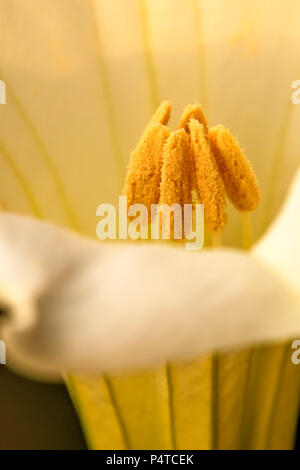 Toloache, pricklyburr, famoso impianto di santo, fiore Foto Stock