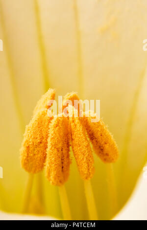 Toloache, pricklyburr, famoso impianto di santo, fiore Foto Stock