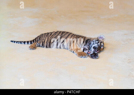 Carino baby tiger che dorme sul parco. Foto Stock