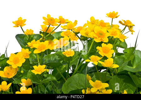 Bouquet di marsh-Le calendule su uno sfondo bianco. Foto Stock