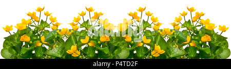 Bouquet di marsh-Le calendule su uno sfondo bianco. Foto Stock