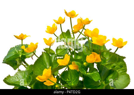 Bouquet di marsh-Le calendule su uno sfondo bianco. Foto Stock