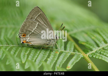 Un incredibile viola Hairstreak Butterfly (Favonius quercus) appollaiate su bracken nel bosco. Foto Stock