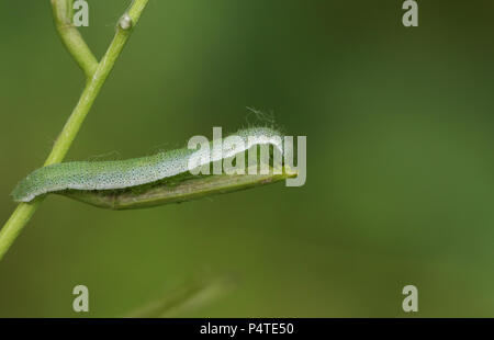 Un bel colore arancione-punta Caterpillar a farfalla (Anthocharis cardamines) alimentazione su un aglio mostarda. Foto Stock