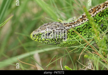 Un bel maschio Biacco (Lacerta agilis) la caccia nel sottobosco di cibo. Foto Stock