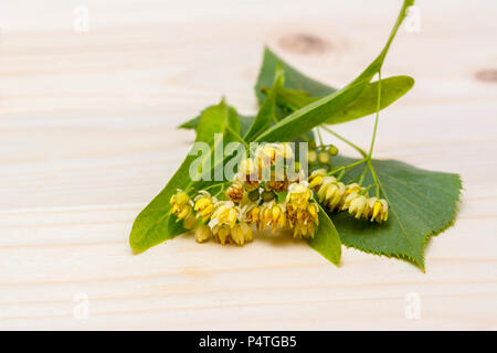 Fiori di tiglio in fondo in legno Foto Stock