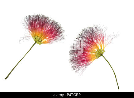 Calliandra eriophylla, rosa fairy duster, mimosaide famiglia su sfondo bianco, esotica pianta tropicale, polvere Puff Foto Stock