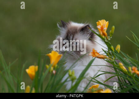 Gatto Himalayano con naylilies Foto Stock