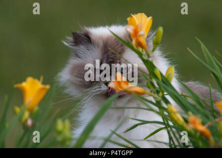 Gatto Himalayano con naylilies Foto Stock