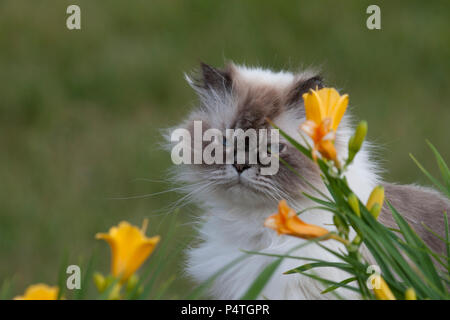 Gatto Himalayano con naylilies Foto Stock