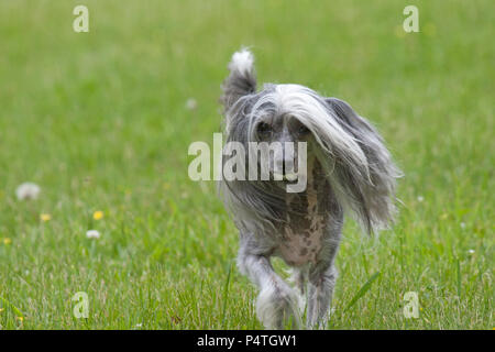 Aggiungi un commento Foto Stock