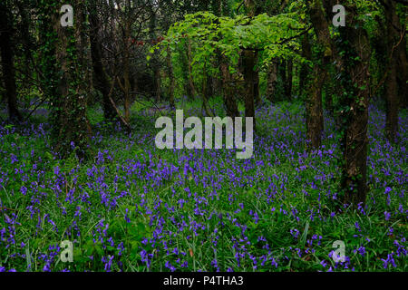 Foresta con fioritura bluebells comune (Hyacinthoides non scripta), Cornwall, Inghilterra, Gran Bretagna Foto Stock