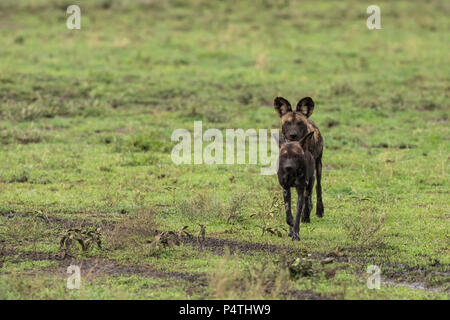 African Wild Dog (Lycaon pictus) maschio e femmina in esecuzione sulla savana nel Parco Nazionale del Serengeti, Tanzania Foto Stock