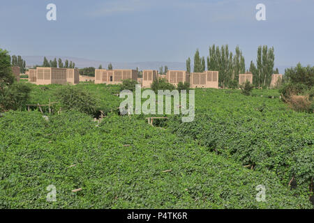 Uva di capanne di essiccazione noti come chunche, Turpan, Xinjiang, Cina Foto Stock