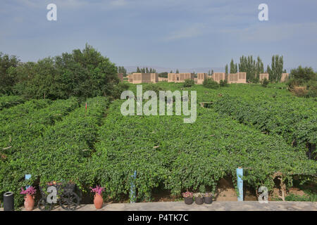 Uva di capanne di essiccazione noti come chunche, Turpan, Xinjiang, Cina Foto Stock