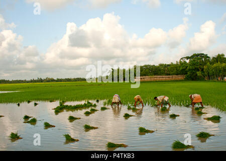 Persone che piantano riso in un campo di risaie in West bangal, India rurale Foto Stock