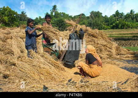 Lavoratori agricoli indiani che raccolgono il raccolto di riso, separando il grano dal gambo con una macchina di spinta. Bengala Occidentale, india Rurale, 2 dicembre 2010 Foto Stock