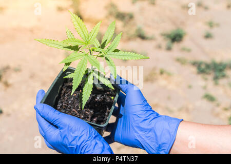 Mano azienda pianta di cannabis sulla giornata di sole. Foto Stock
