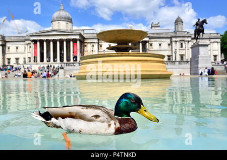 Le anatre domestiche (Anas platyrhynchos) in una delle fontane in Trafalgar Square a Londra, Inghilterra, Regno Unito. Foto Stock