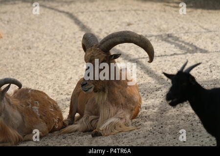 Mufloni - Ammotragus lervia Foto Stock