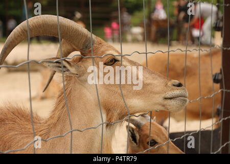 Mufloni - Ammotragus lervia Foto Stock