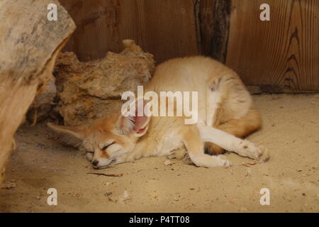 Fennec fox - Vulpes zerda Foto Stock