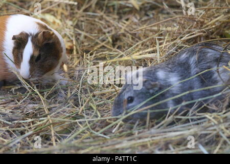 Guinea Pig - cavia porcellus Foto Stock