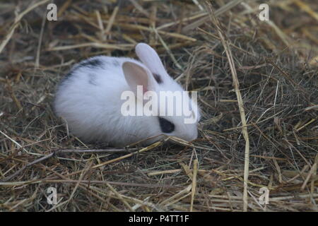 Coniglio - oryctolagus cuniculus var. domestica Foto Stock