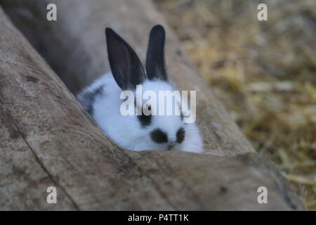 Coniglio - oryctolagus cuniculus var. domestica Foto Stock