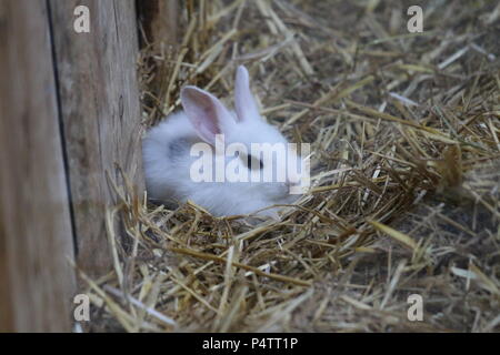 Coniglio - oryctolagus cuniculus var. domestica Foto Stock