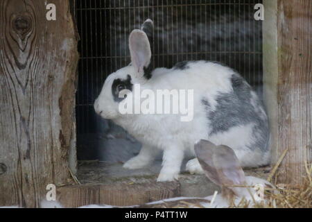 Coniglio - oryctolagus cuniculus var. domestica Foto Stock