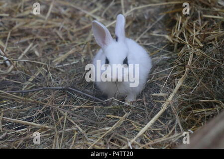 Coniglio - oryctolagus cuniculus var. domestica Foto Stock