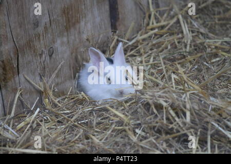 Coniglio - oryctolagus cuniculus var. domestica Foto Stock