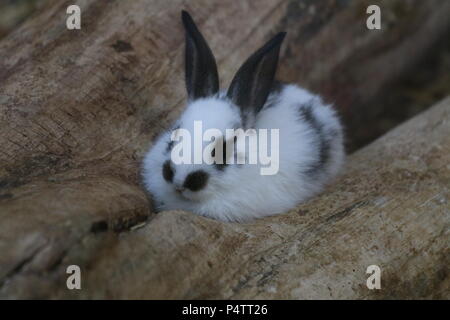 Coniglio - oryctolagus cuniculus var. domestica Foto Stock