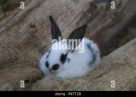 Coniglio - oryctolagus cuniculus var. domestica Foto Stock