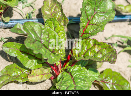 Tutto sulla coltivazione delle barbabietole organico per godere al tempo di caduta Foto Stock