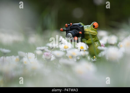 Fotografo rana - fiori a margherita Foto Stock