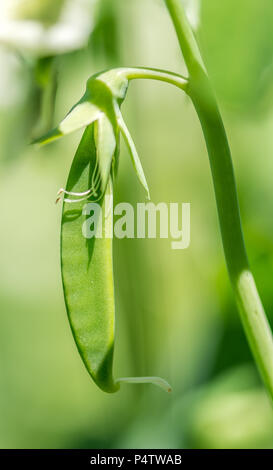 Snow Pea cresce lentamente sotto il sole estivo Foto Stock