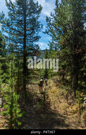 Il Parco Nazionale di Banff, Alberta. Maggio 27, 2018. Un escursionista a piedi lungo un percorso verso l'inchiostro pentole nel Parco Nazionale di Banff, Canada Foto Stock