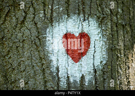 Cuore dipinto sul tronco di albero Foto Stock